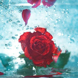 Rose BioRadiance Cream