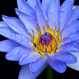Sacred Waters Perfume Oil