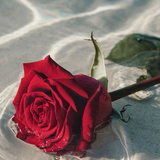 Rose 11 : 11 Perfume Oil
