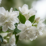 Luminary Perfume